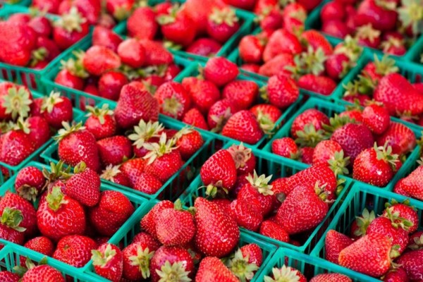 breeding-strawberries(3)