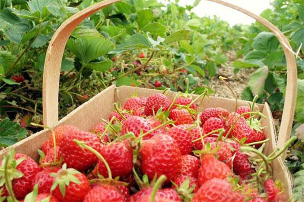 breeding-strawberries(4)