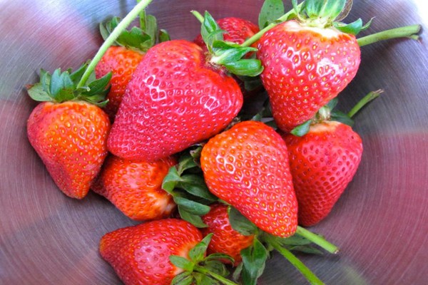 chocolate-dipped-strawberries(6)