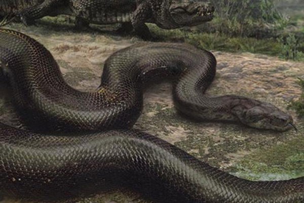 giant-animal-on-earth(4)