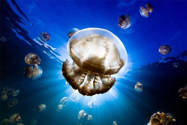 زندگی هوشمندانه جانوری که قلب و مغز ندارد، عروس دریایی