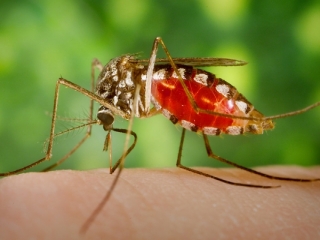 بی توجهی مسئولین نسبت به آلودگی روستاهای فارس به مالاریا