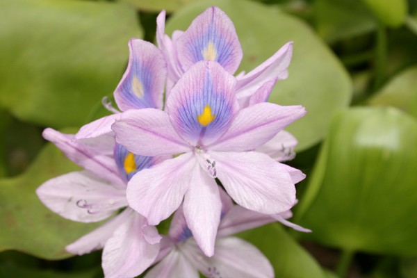 Hyacinth(1)