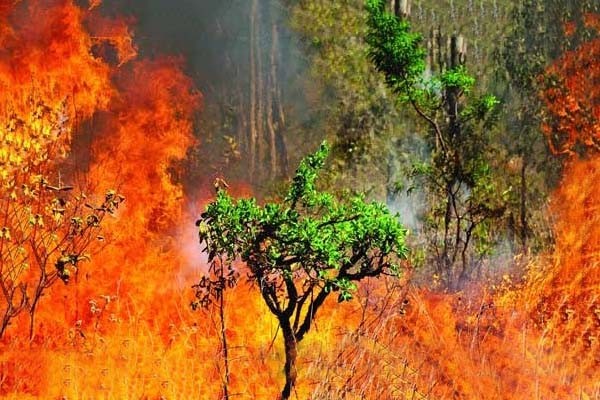 amol-forest-fire-continues