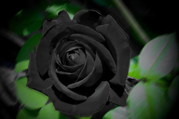 black rose (1)