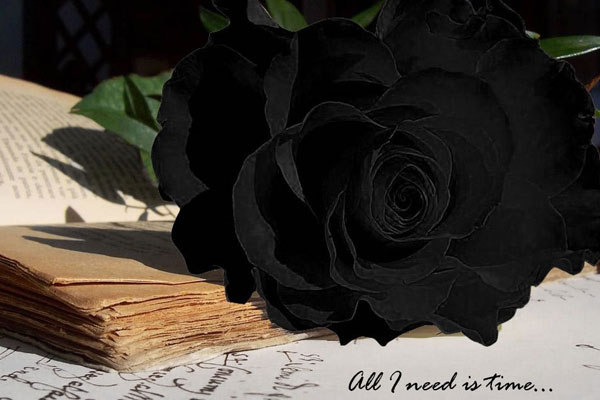 black rose (10)