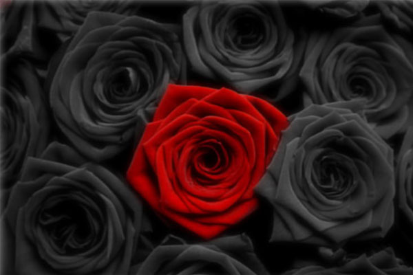 black rose (11)