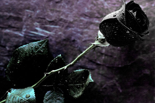 black rose (2)