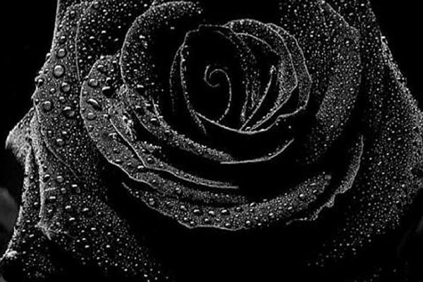 black rose (5)