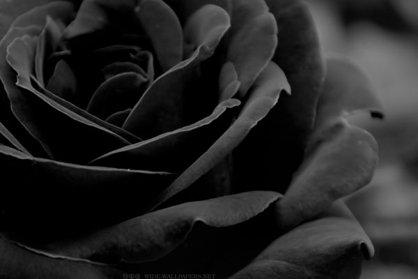 black rose (6)