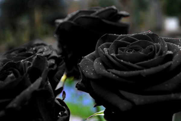 black rose (7)