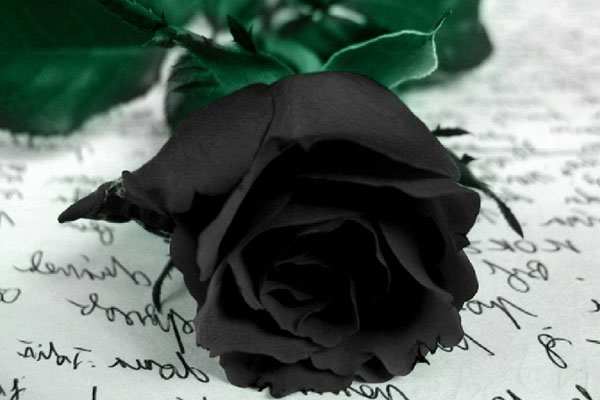 black rose (8)