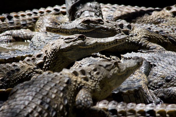 آشنایی با صنعت نوین پرورش تمساح