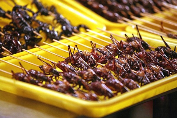 insect-breeding-in-iran