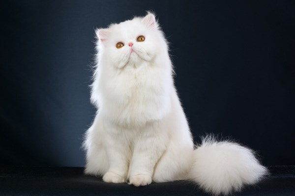persian-cat (2)