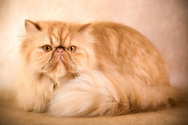 persian-cat (4)
