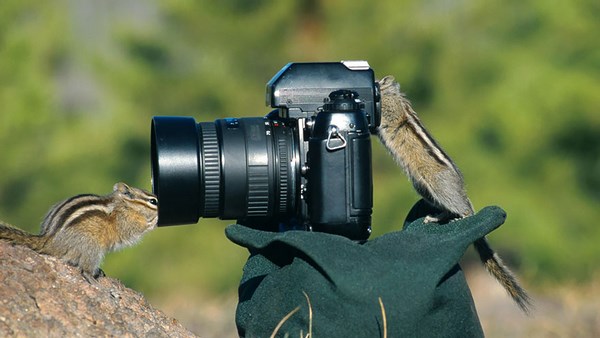 photos-of-animals photographers (14)