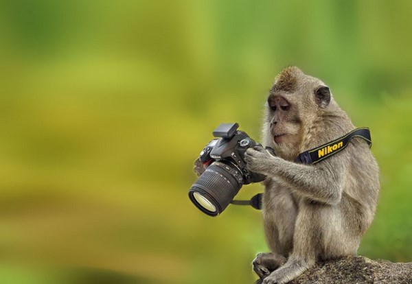 photos-of-animals photographers (15)