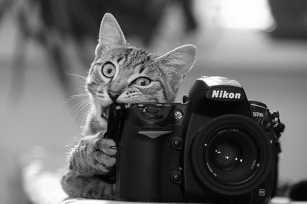 photos-of-animals photographers (16)