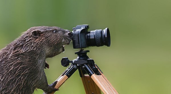 photos-of-animals photographers (17)