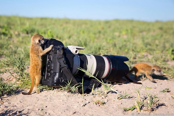 photos-of-animals photographers (20)