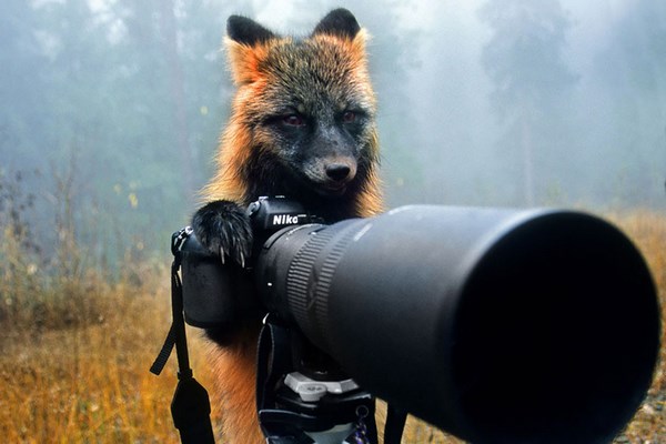 photos-of-animals photographers (21)