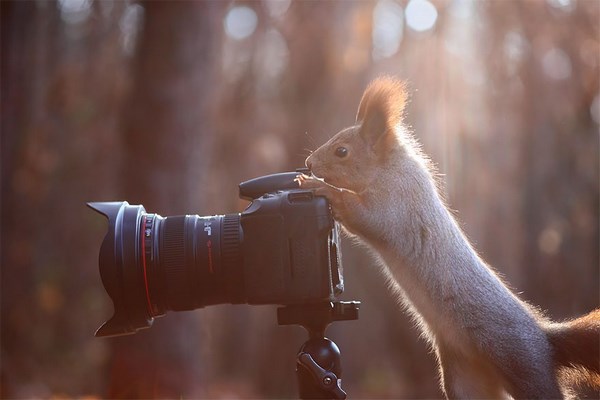 photos-of-animals photographers (22)