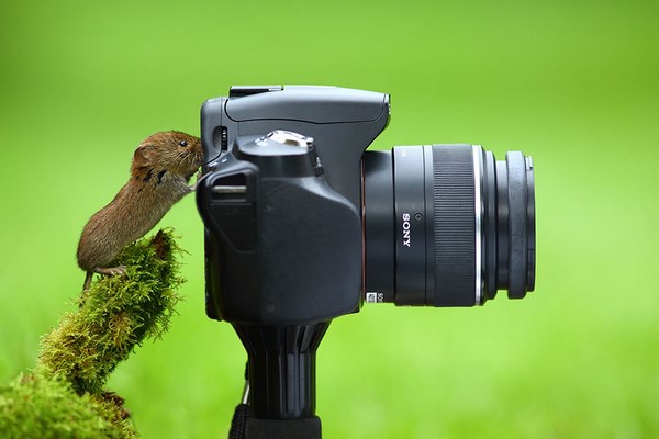 photos-of-animals photographers (6)