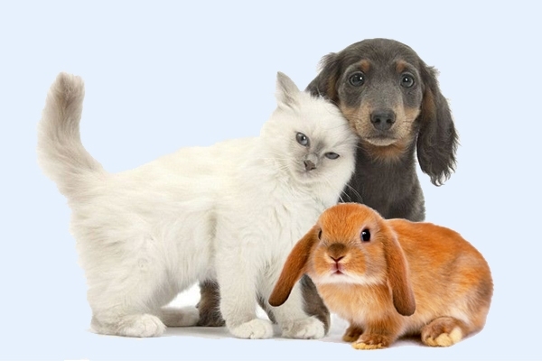 تست هوش : وزن سگ، گربه و خرگوش