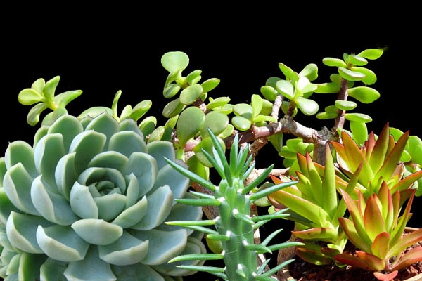propagating-succulents(3)