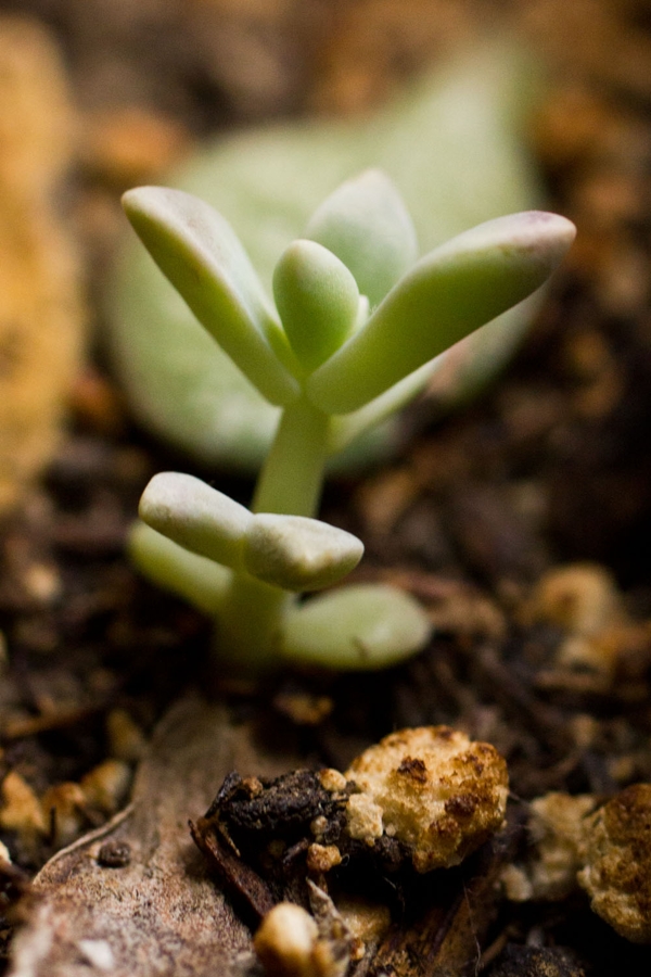propagating-succulents(7)