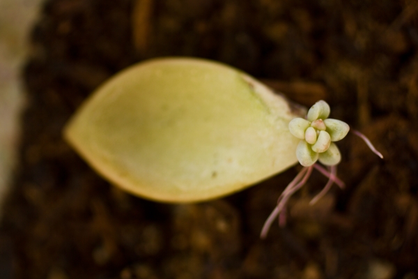 propagating-succulents(8)
