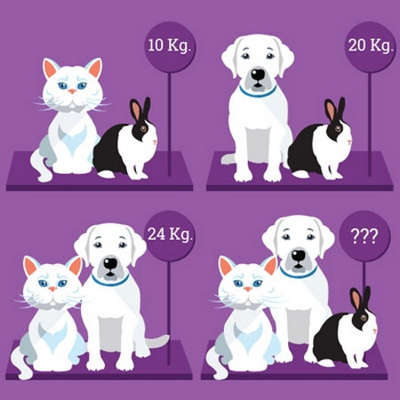 weight-of-the-dog-cat-and-rabbit