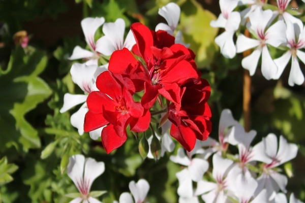 پرورش گل شمعدانی