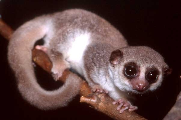 lemur(6)