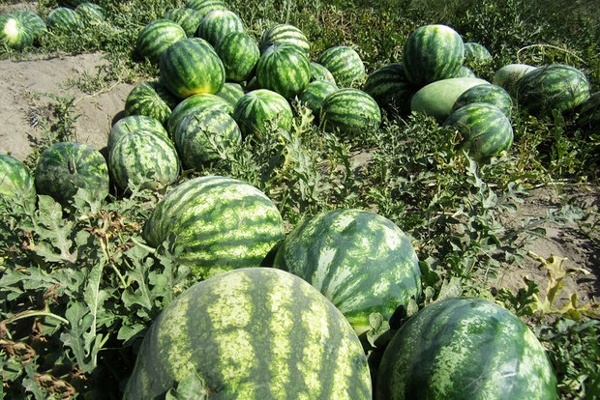 put-out-the-fire-by-throwing-watermelons(1)