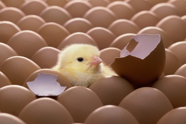 Eggs, eat local