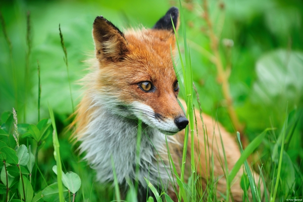 Fox from northern Japan, Shiretoko National Park (a Unesco World