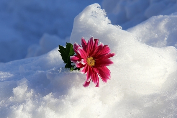 چگونه در زمستان گل پرورش دهیم؟