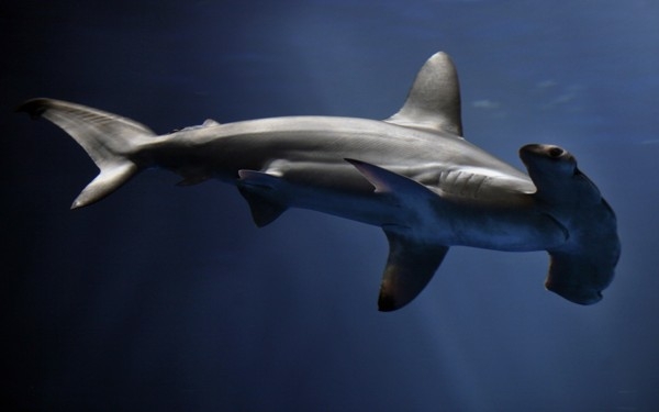 کوسه های شگفت انگیز سر چکشی