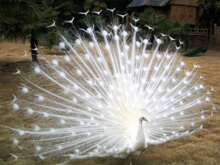 طاووس زیبای سفید