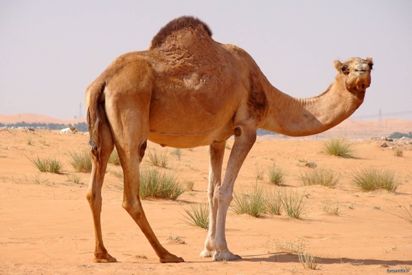 camel(1)