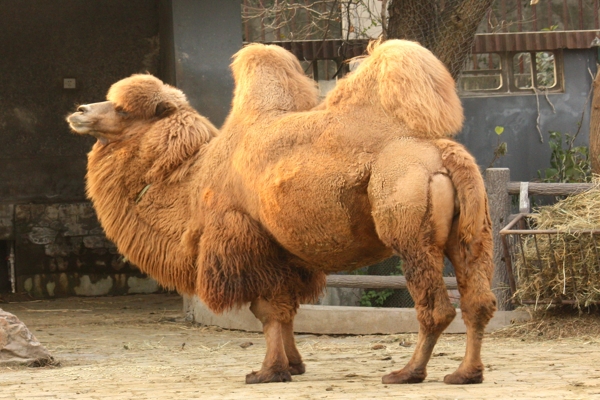 camel(5)