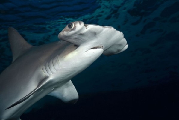 shark (1)