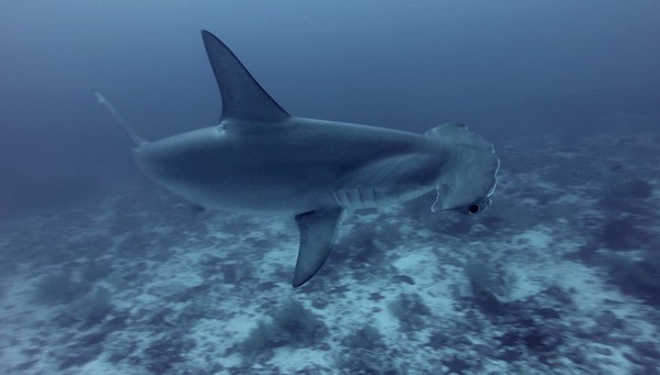 shark (2)