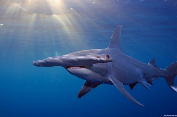 shark (3)