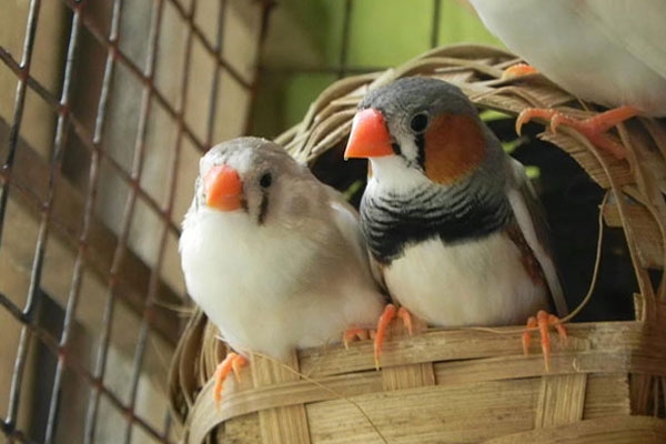 شرایط نگهداری پرنده ناز (فنچ)