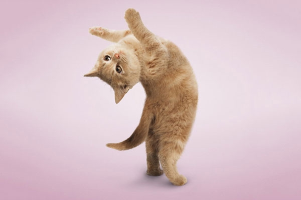 گربه های بامزه در حال انجام حرکات یوگا