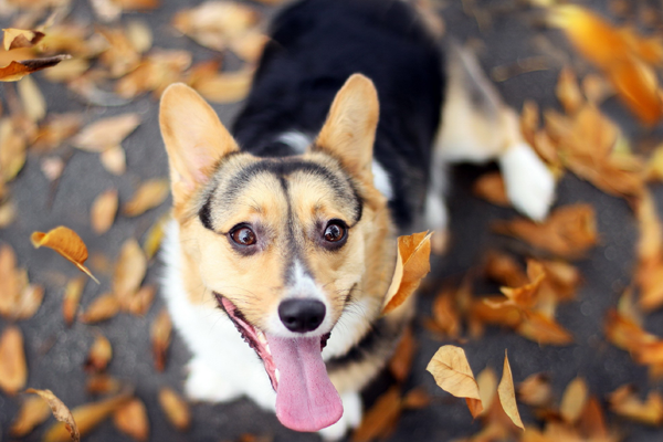 دانستنی هایی درباره ی سگ ها