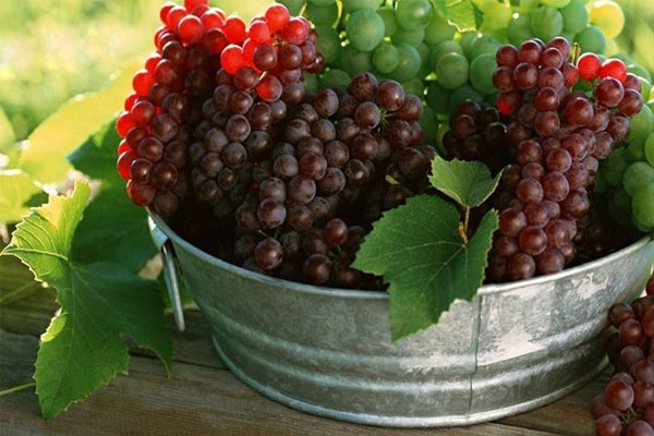 بهترین میوه برای زیبایی پوست